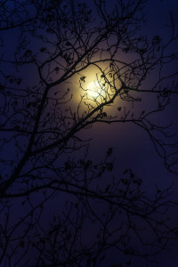 Full Moon Through the Trees by Kirk Decker