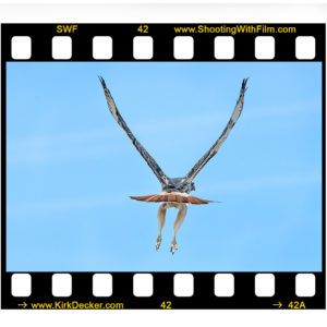 A Red-Tail Hawk photographed by Kansas City Photographer Kirk Decker